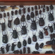Illustration for article titled We Should All Channel This 'Super-Beetle,' Which Can Survive Getting Run Over by a Car